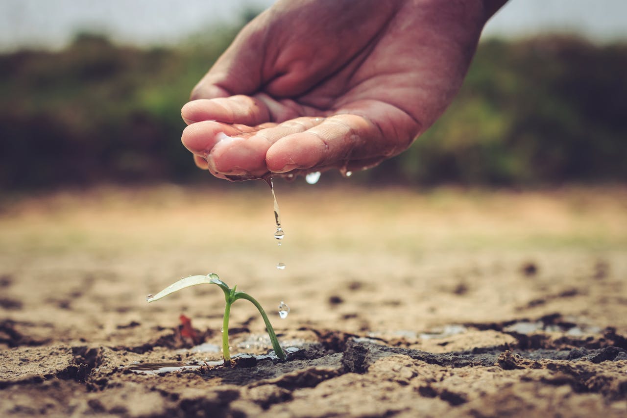 About A hand gently watering a small sprout in dry soil, symbolizing growth and care.